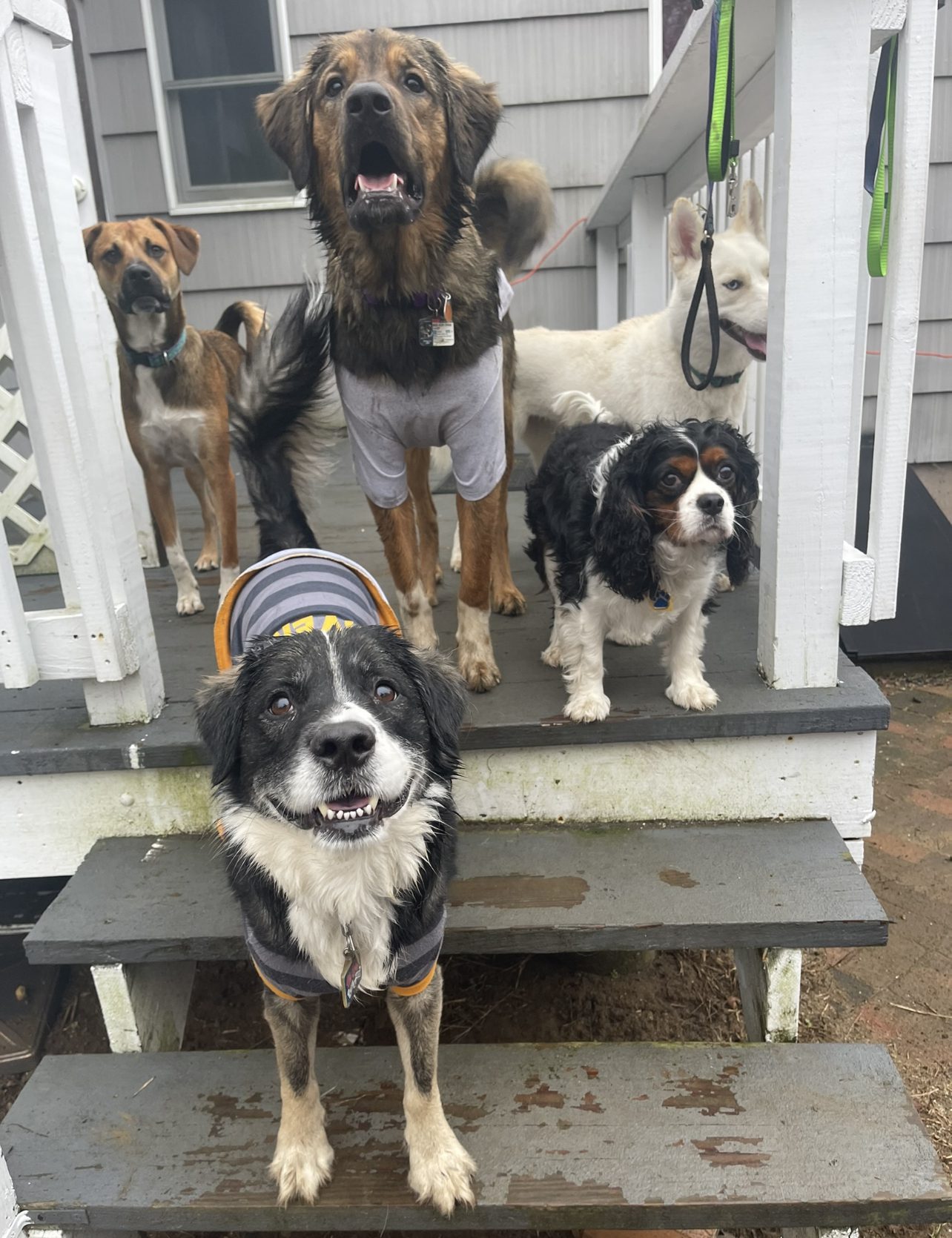 A photo of a group of dogs of different breeds and sizes